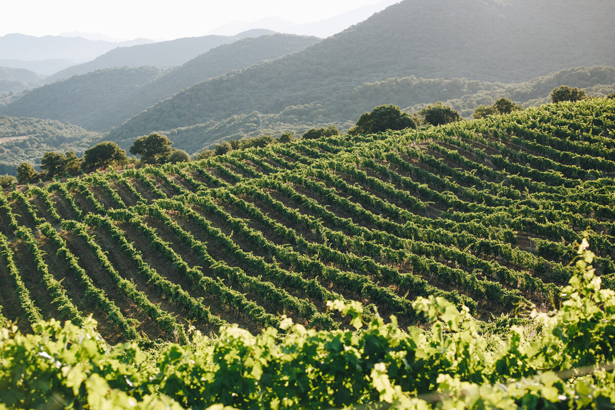 Domaine Comte Abbatucci