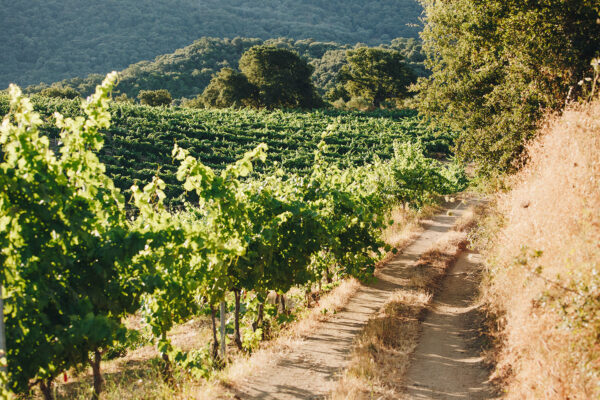 Domaine Comte Abbatucci