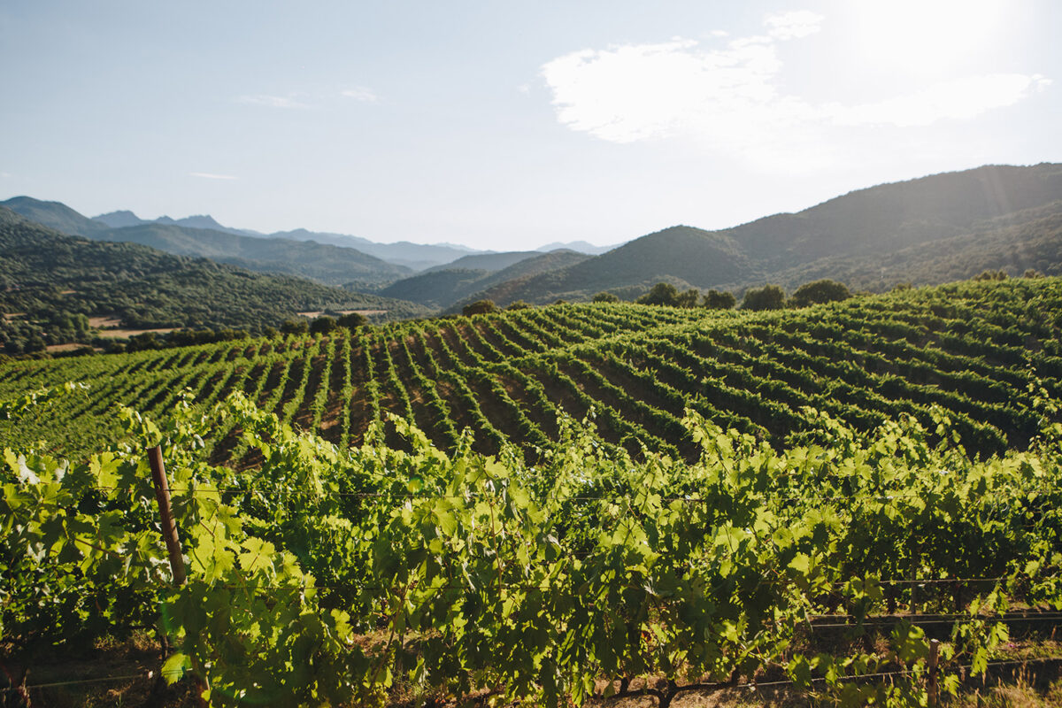 Domaine Comte Abbatucci