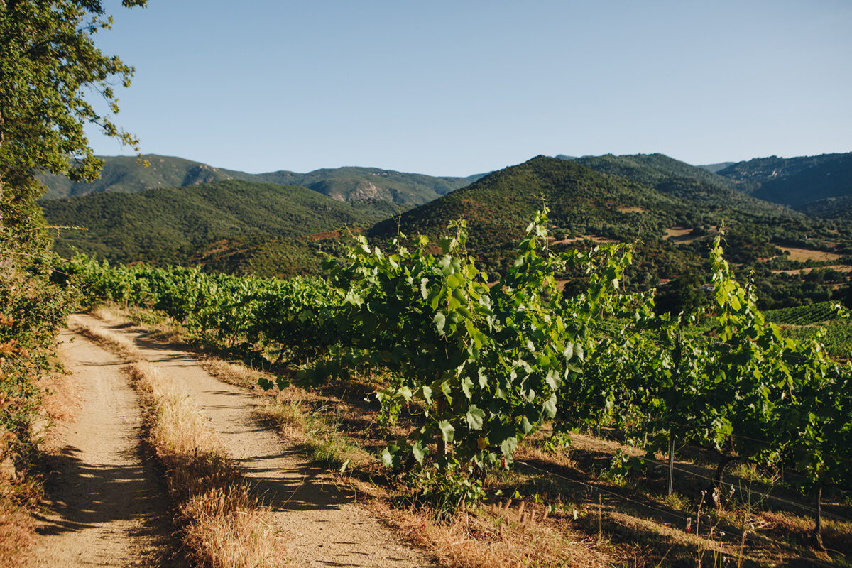 Domaine Comte Abbatucci