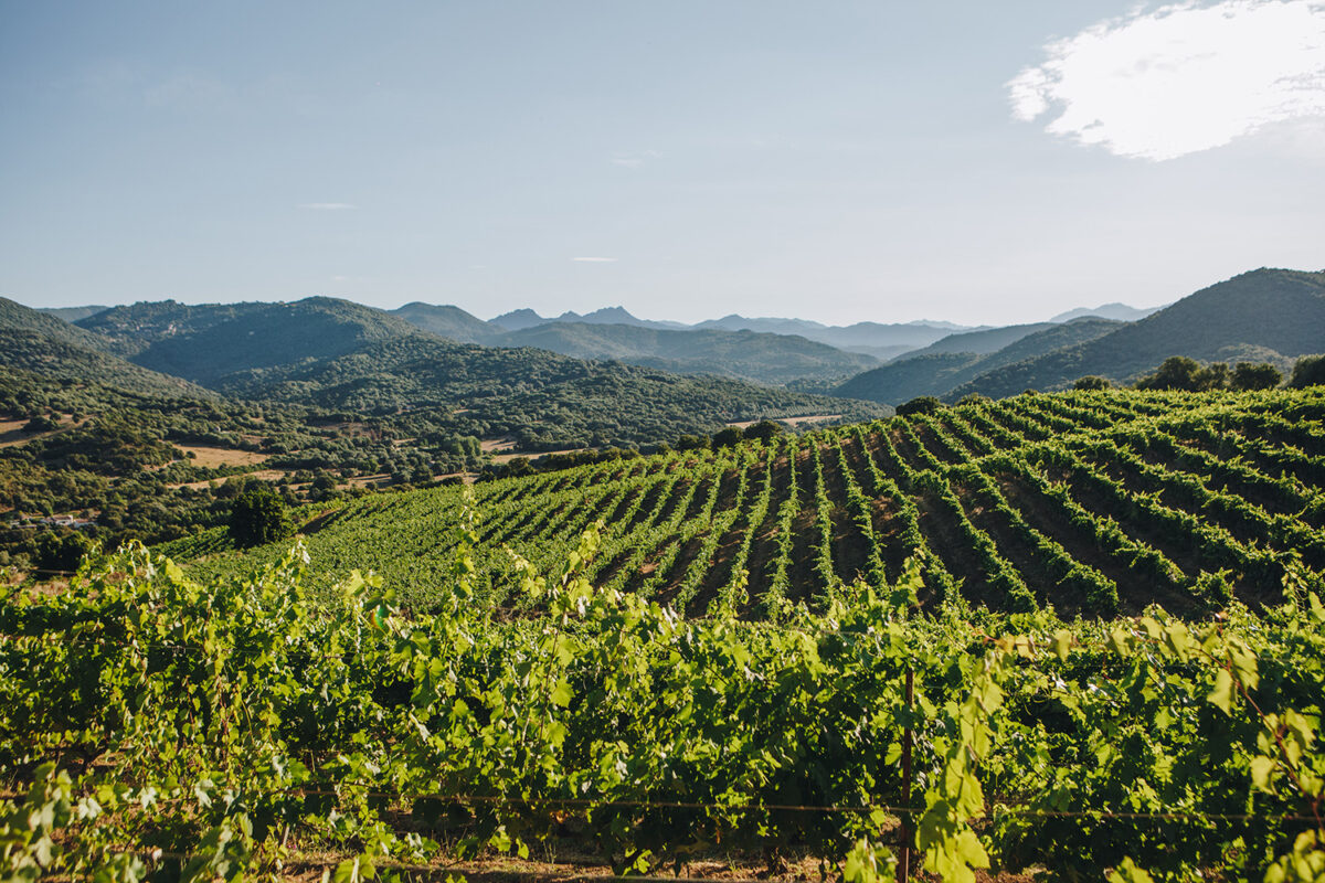 Domaine Comte Abbatucci