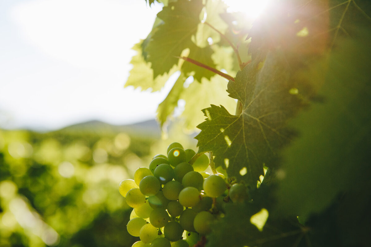 Domaine Comte Abbatucci