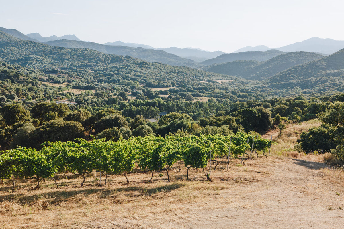 Domaine Comte Abbatucci