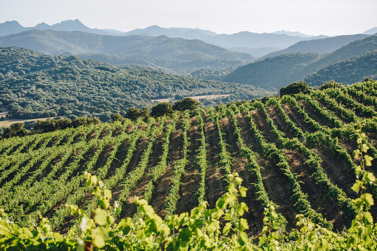Domaine Comte Abbatucci